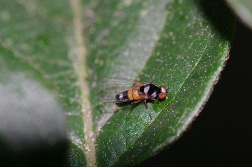 Callomyia amoena  (Platypezidae)